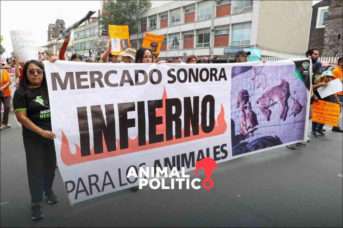Mercado de Sonora dejará de vender animales no humanos vivos desde el 1 de enero de 2026 por orden judicial