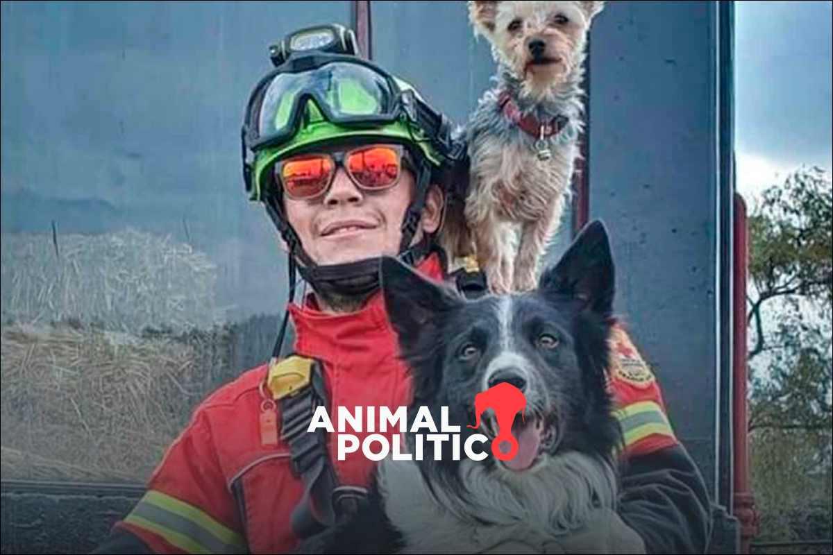 Caso Athos y Tango: alertan sobre resolución de Tribunal que reduce condena por el envenenamiento de los perros rescatistas