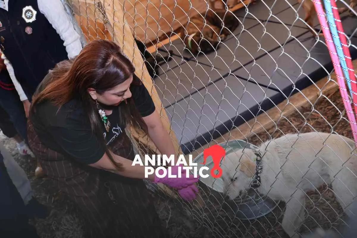 Alista CDMX traslado de perros del Refugio Franciscano a sede de la Brigada de Vigilancia Animal en Xochimilco