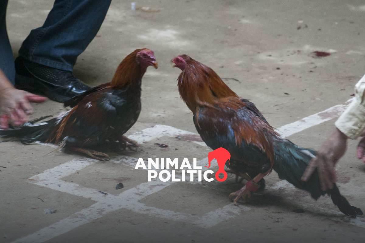 Chihuahua cancela permisos de carreras de caballos y peleas de gallos ante condiciones de seguridad