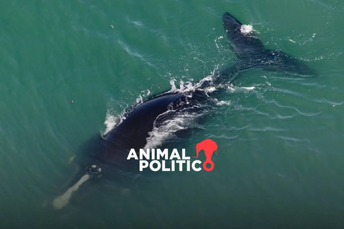 EU no cuida a las ballenas: choques con embarcaciones y enmallamientos, principales causas de muerte