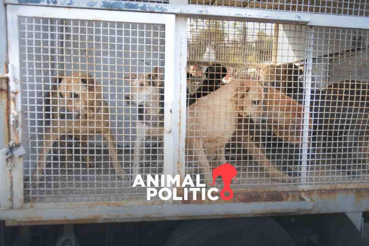 CDMX asume custodia de 936 animales del Refugio Franciscano en disputa por el predio; fiscalía documenta maltrato y hacinamiento
