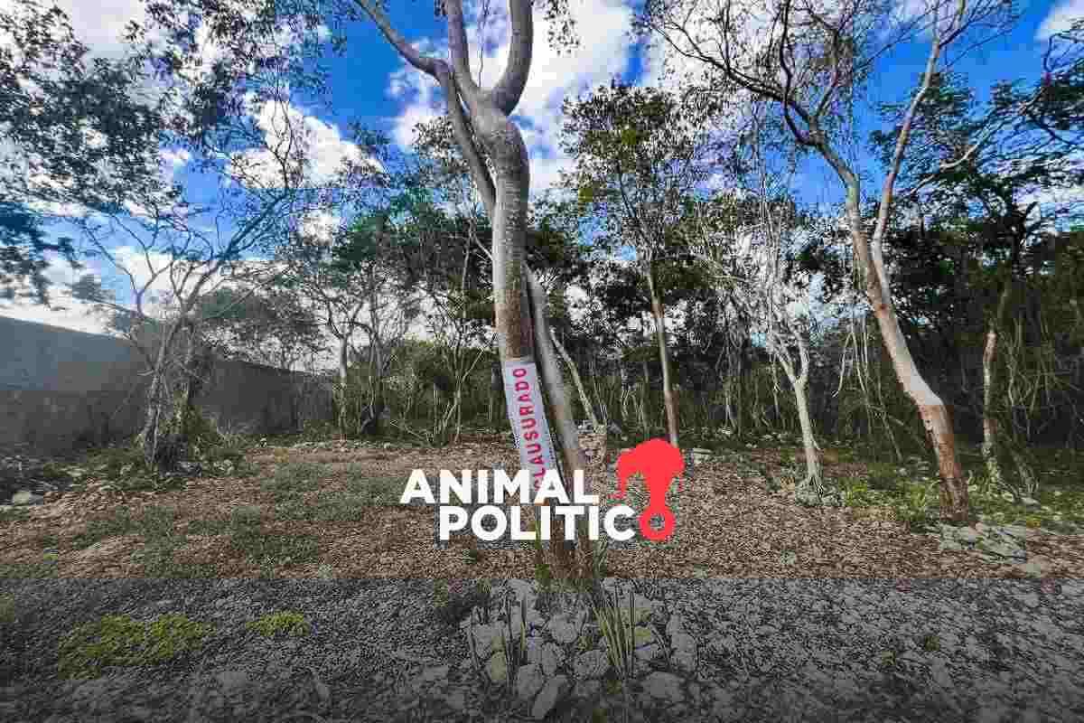 Profepa clausura obras en predio con valor ambiental y arqueológico en el Parque Dzibilchaltún, en Yucatán