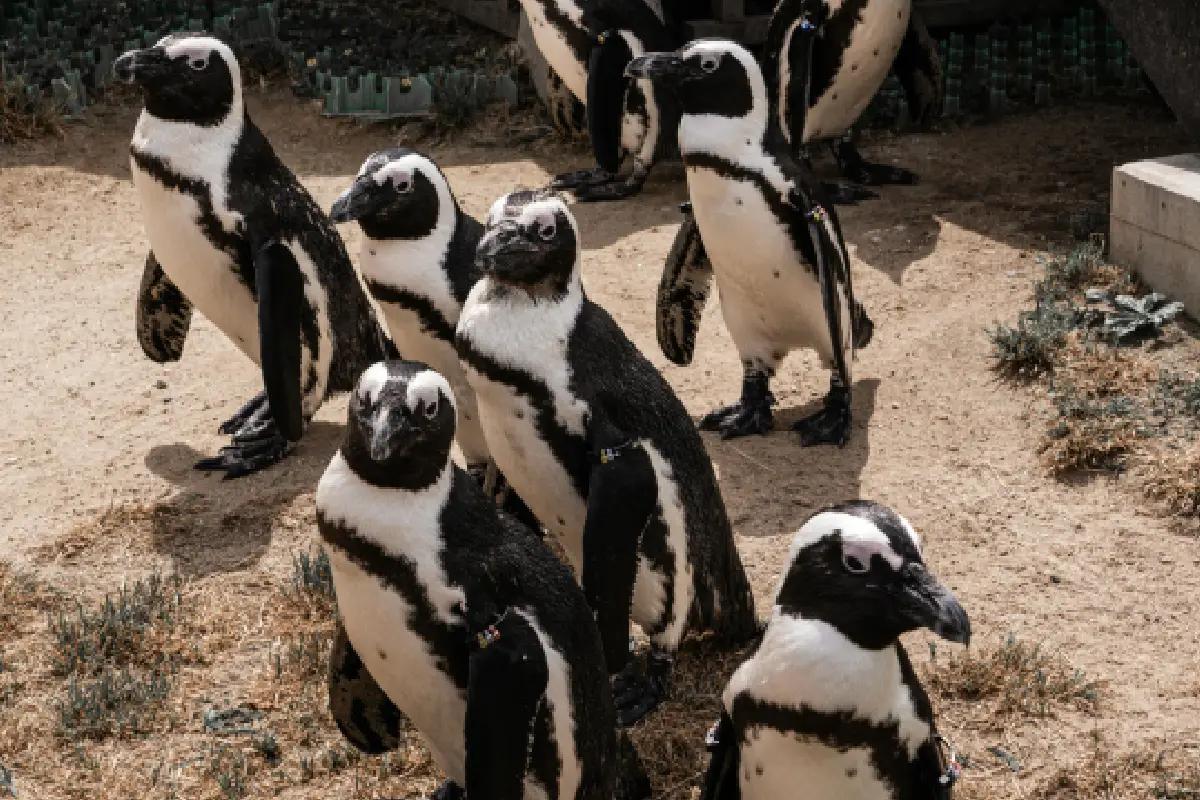 ¿Quieres salvar pingüinos? Una tarea que busca voluntarios en la costa de Argentina