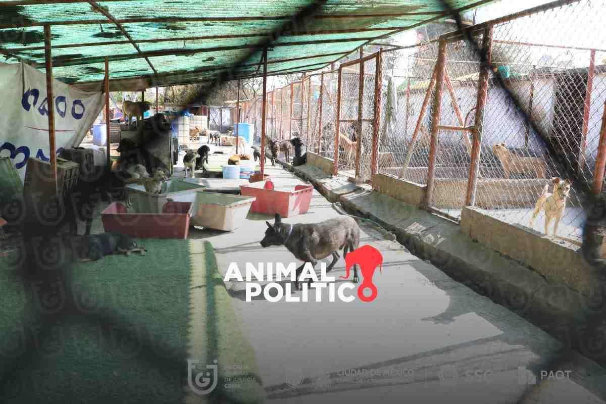 Refugio Franciscano asegura que cuenta con amparos para restituir albergue; Gobierno de CDMX reubica a 858 perros