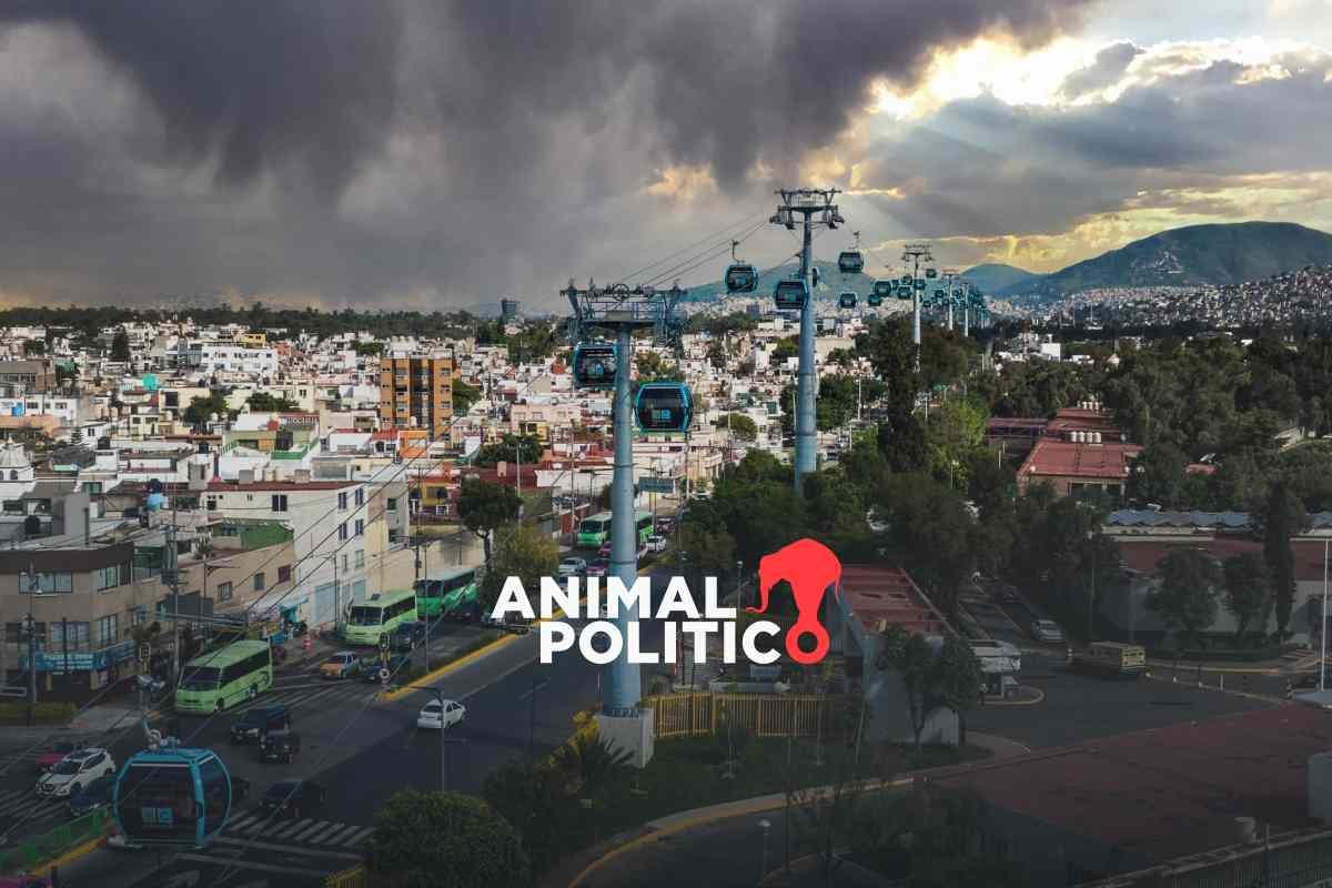 Retirarán árboles para construir Cablebús en Puebla; ambientalistas piden trasplantar ejemplares para que no mueran