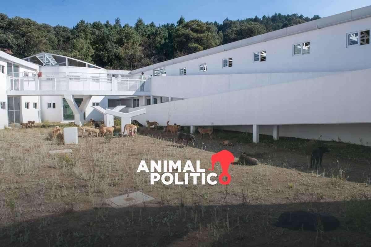 Trasladan a 304 perros recuperados del Refugio Franciscano a albergue en el Ajusco