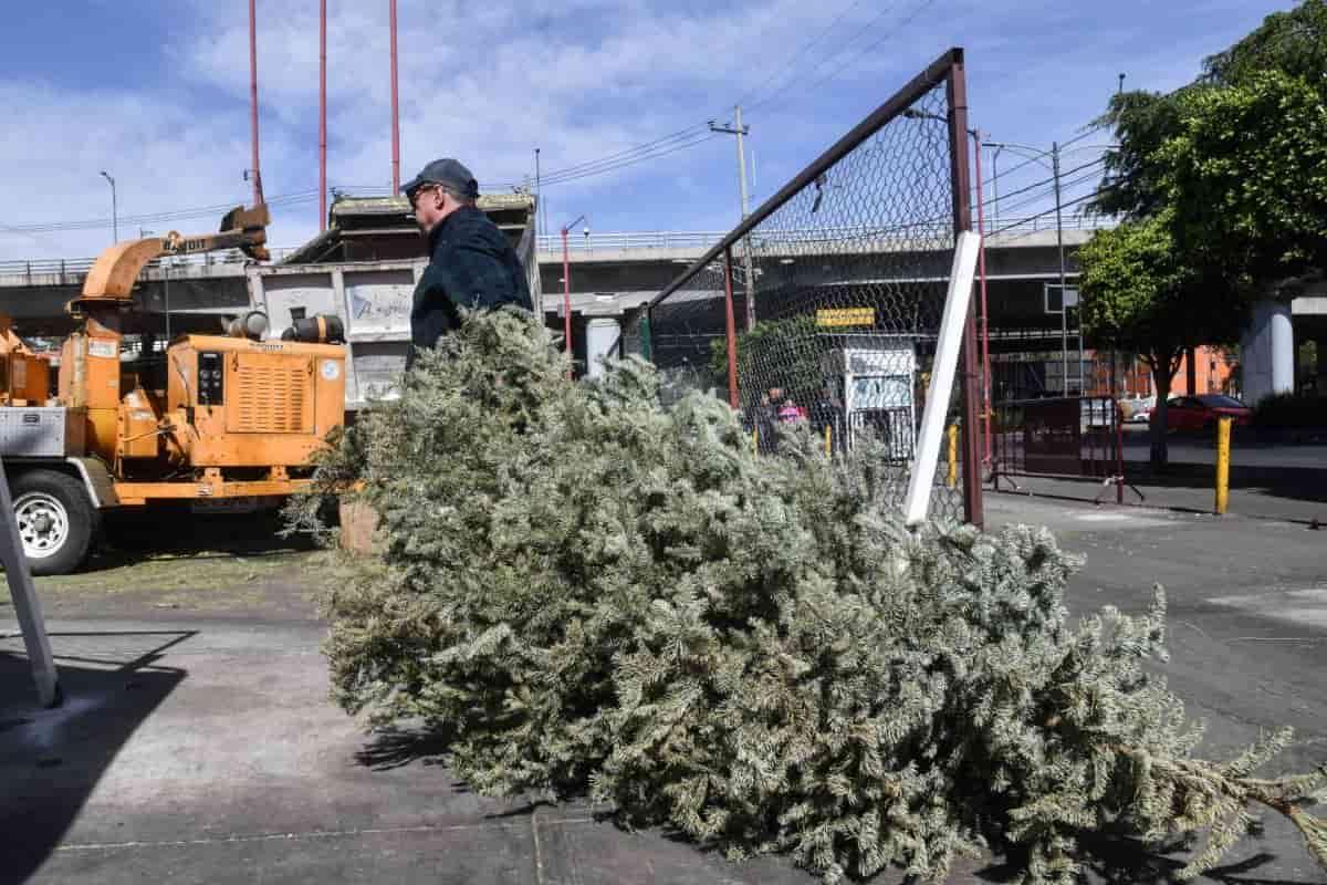 ¿Ya quitaste los adornos? Lleva tu árbol de Navidad a estos centros de acopio en CDMX