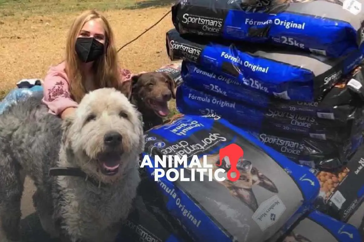 Dona libros usados y apoya a refugios de animales: conoce la iniciativa Reciclando Letras MX