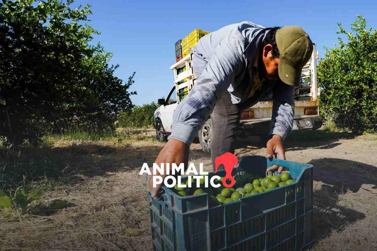 Ejército supo desde 2021 de las extorsiones de “El Bótox”; cobraba 600 mil pesos al mes a limoneros