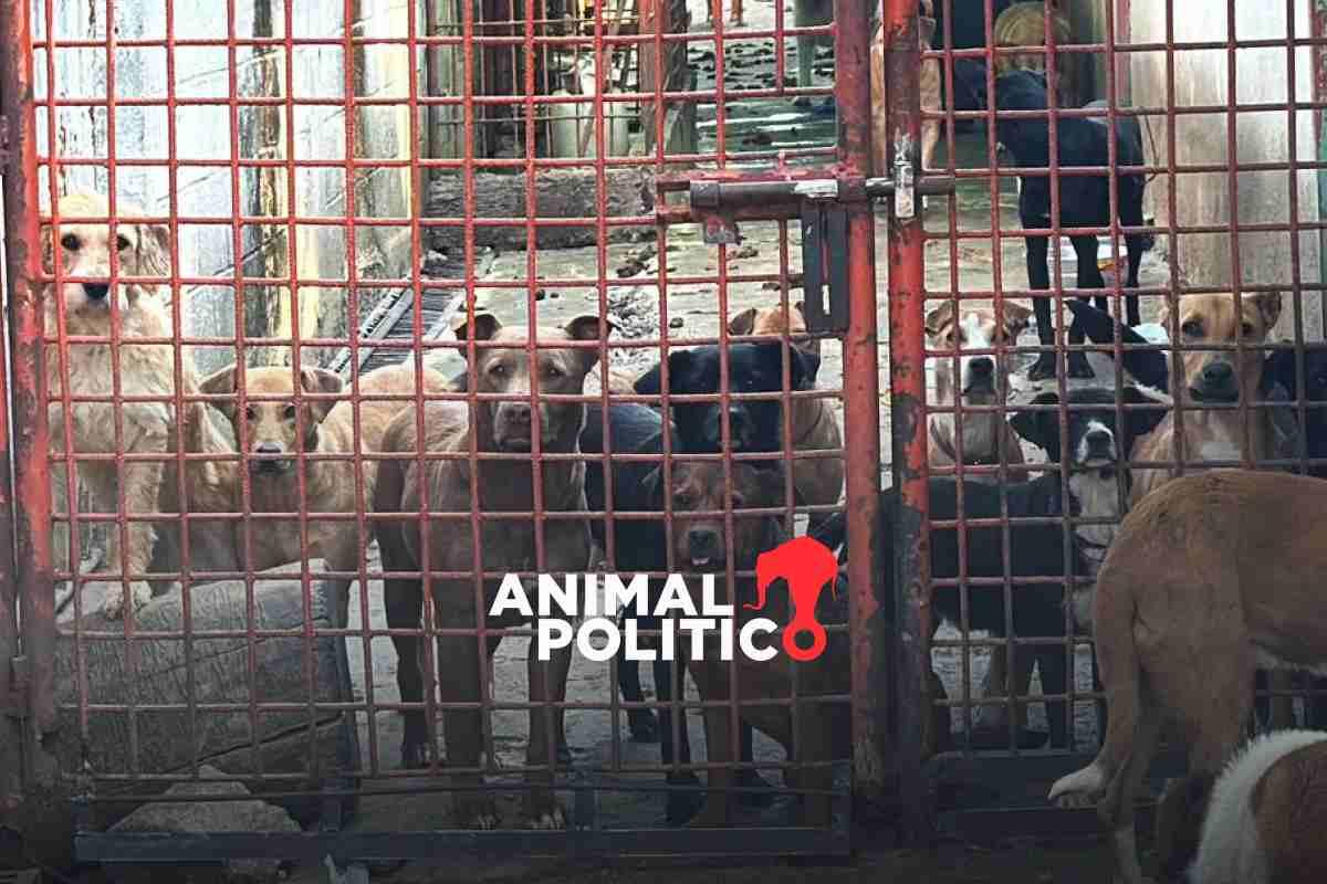Mueren 21 perros y gatos asegurados del Refugio Franciscano; otros 57 están hospitalizados: Fiscalía