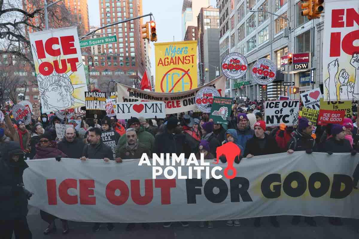 “No se trata de política, se trata de humanidad”: la lucha de Minnesota contra la crueldad de ICE