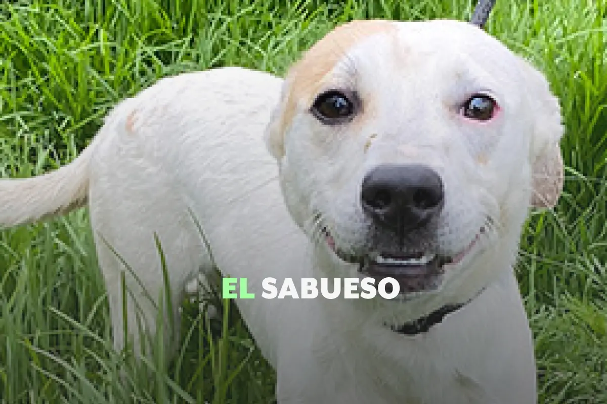 Refugio Franciscano: irregularidades y desinformación en torno a la disputa legal del inmueble y los animales