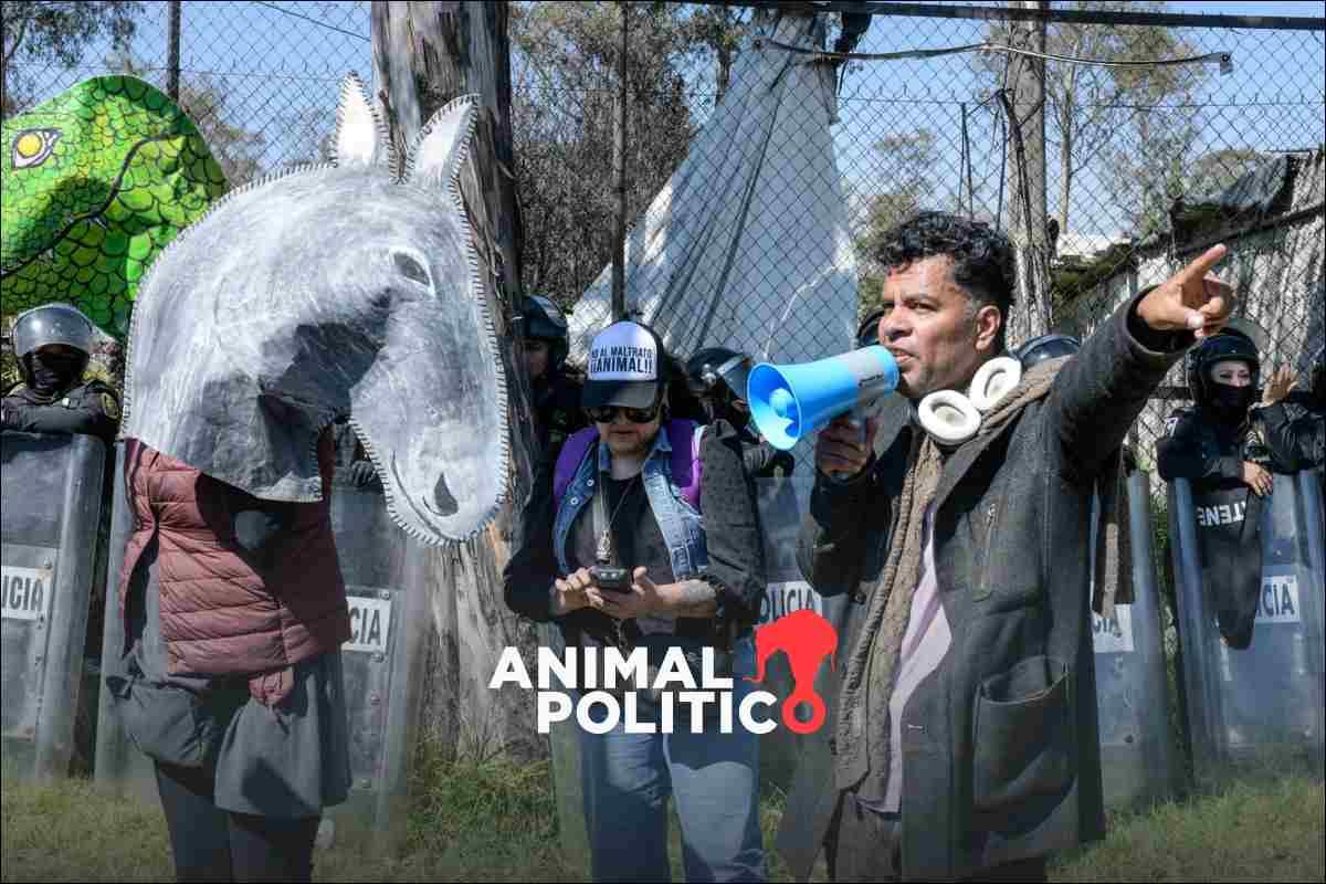 Activistas acusan contubernio para despojar al Refugio Franciscano del predio tras aseguramiento de animales por el Gobierno CDMX