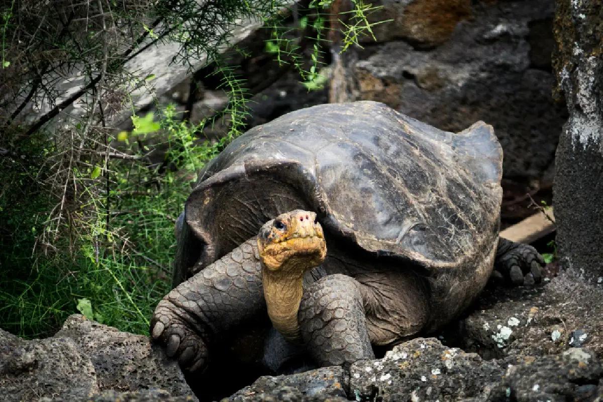 Las tortugas han reconstruido las Galápagos: las grandes ingenieras ambientales