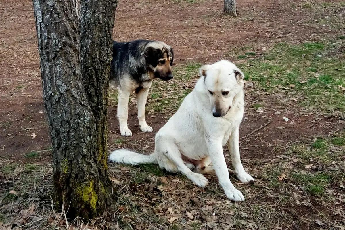 El problema común de los parques caninos que debes detectar