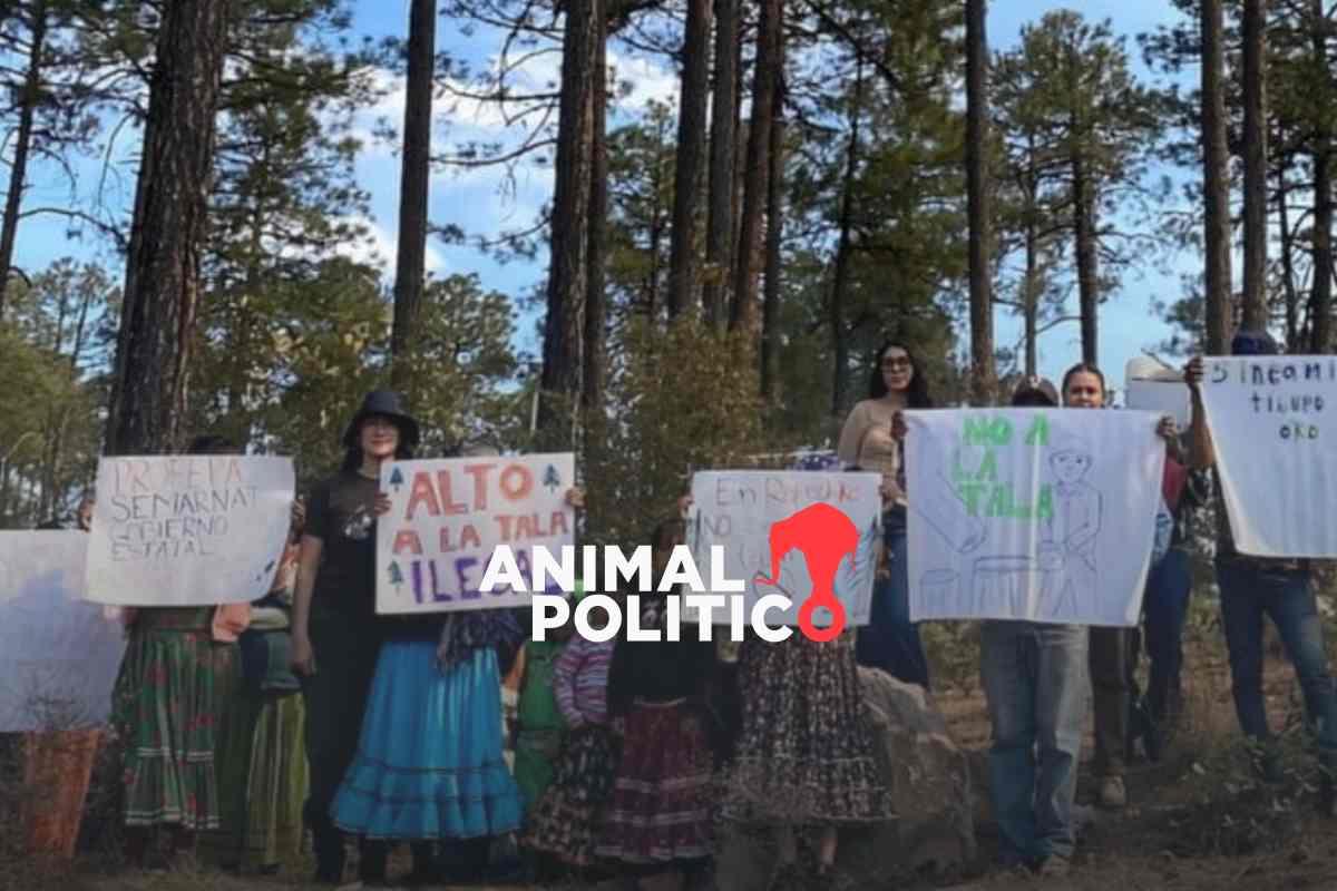 El crimen organizado desplaza cada vez más comunidades indígenas en Chihuahua para avanzar con la minería y la tala ilegales